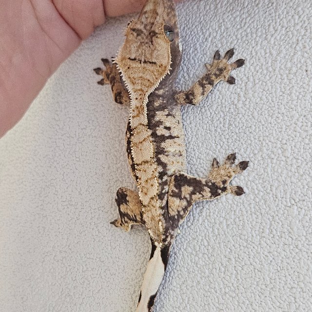 노멀 블랙 화이트 트라이 익스트림할리퀸