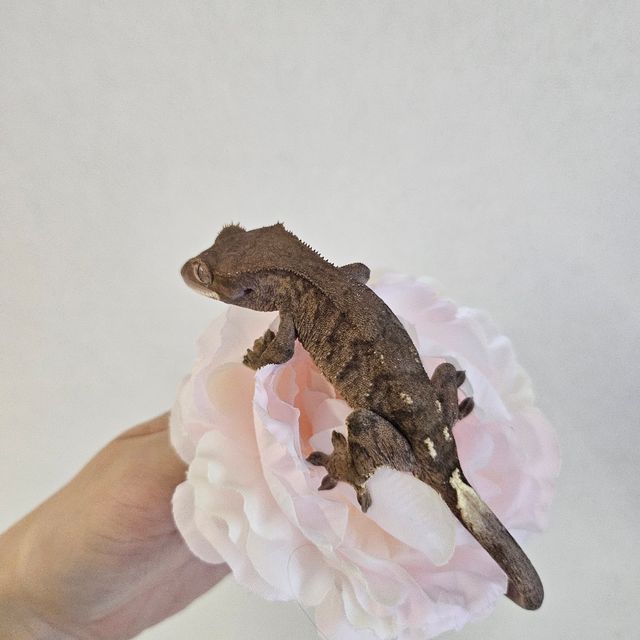 챠콜 세이블 타이거