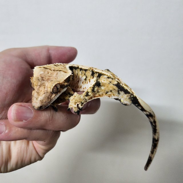 노멀 트라이 익스트림할리퀸 화이트스팟