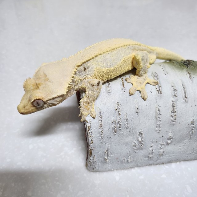 릴리화이트 솔리드백 풀핀