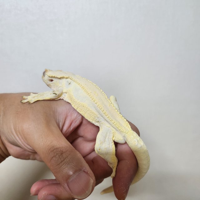 릴리화이트 솔리드백 풀핀