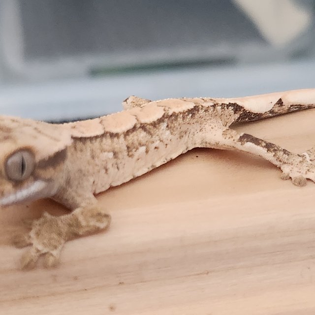 노멀 화이트스팟