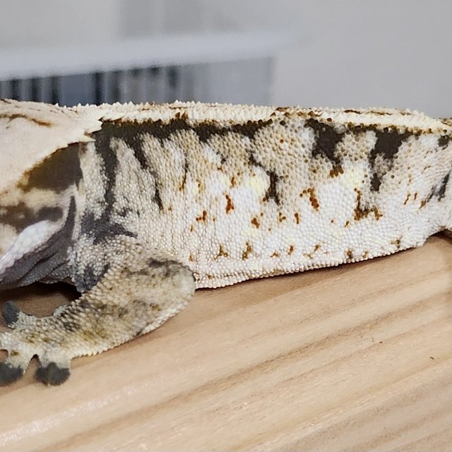 노멀 트라이 익스트림할리퀸 화이트스팟