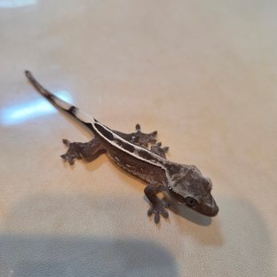 아잔틱 풀핀