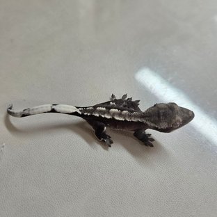 아잔틱