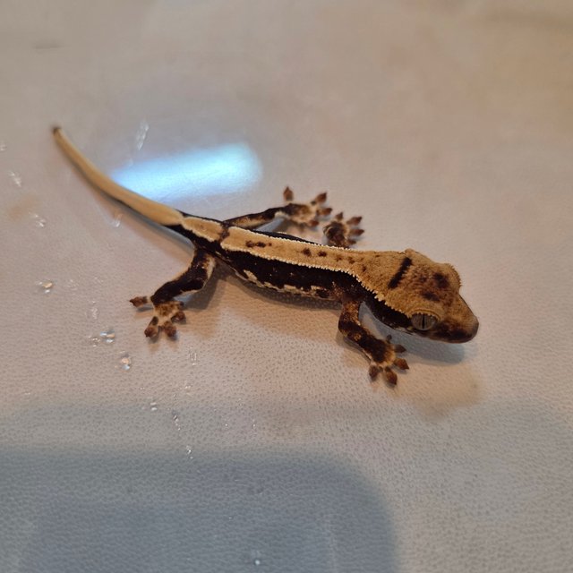 릴리100%헷아잔틱