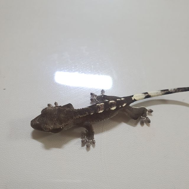 아잔틱