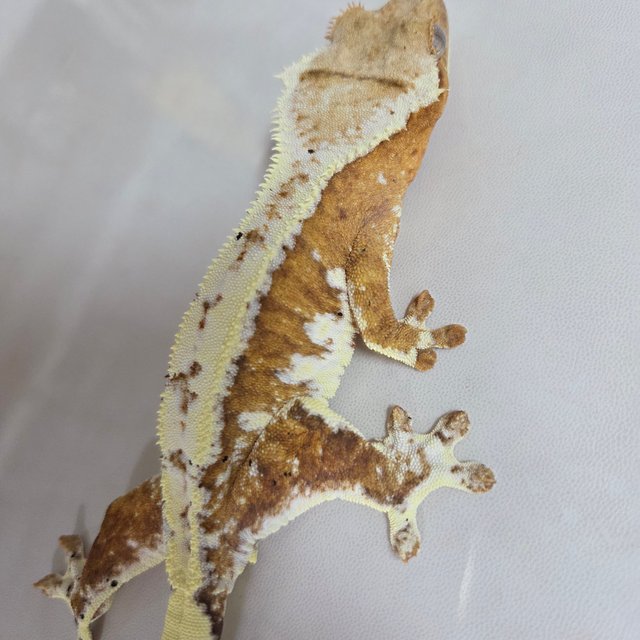 릴리100%헷아잔틱