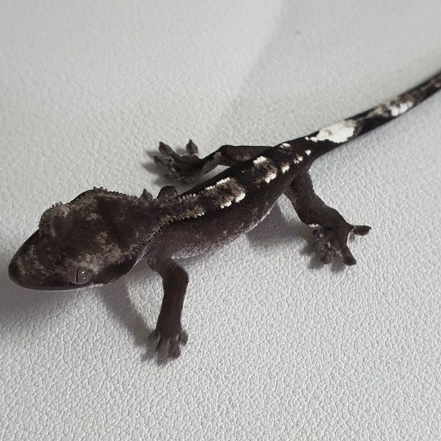 아잔틱