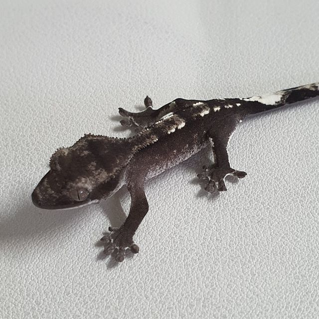 아잔틱