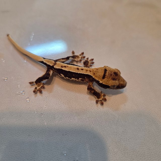 릴리100%헷아잔틱