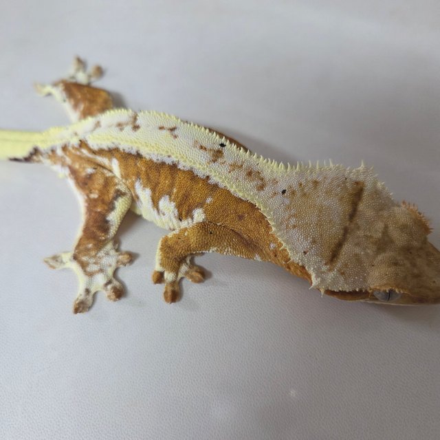 릴리100%헷아잔틱