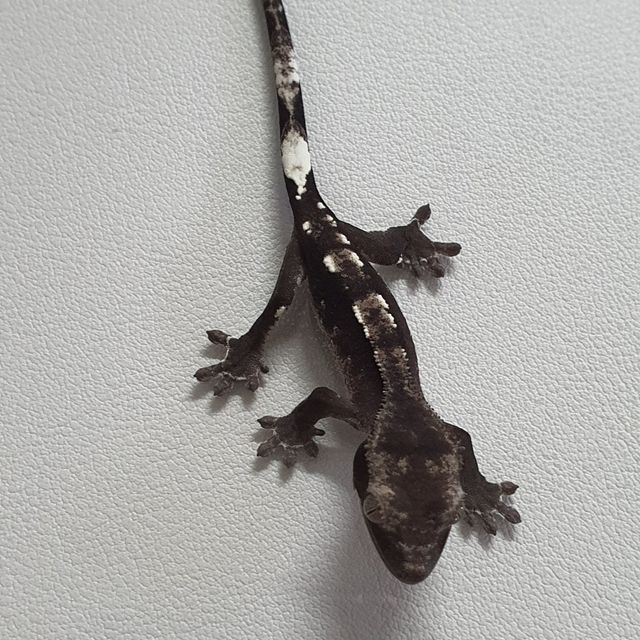 아잔틱