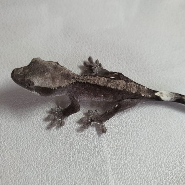 아잔틱