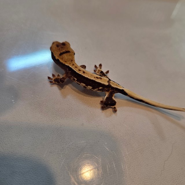 릴리100%헷아잔틱