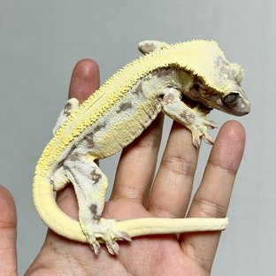 기둥
