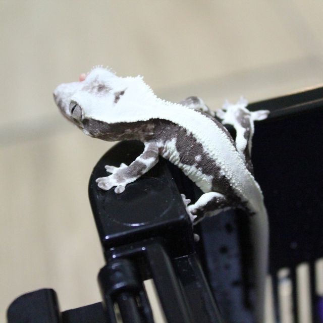 릴잔틱