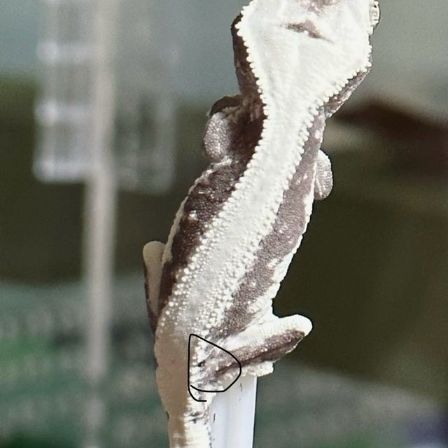 릴잔틱