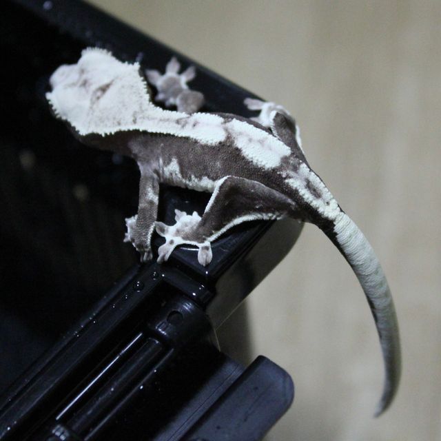 릴잔틱