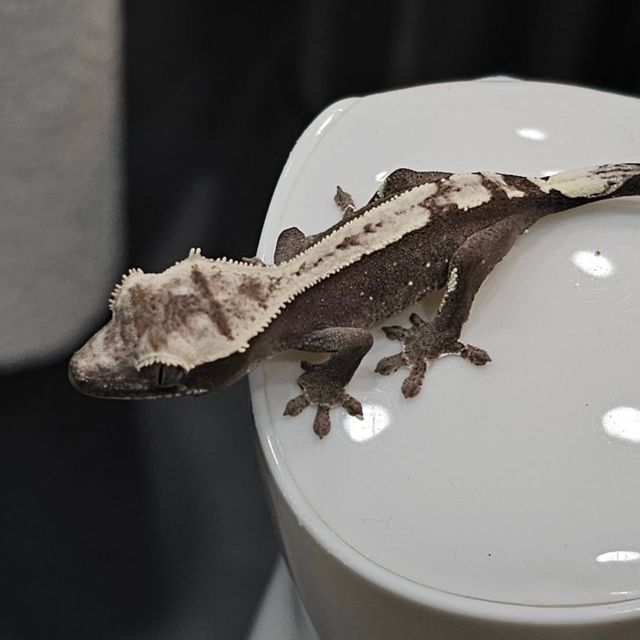 아잔틱