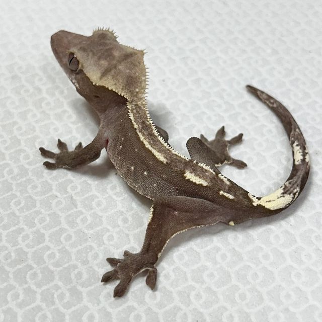 아잔틱