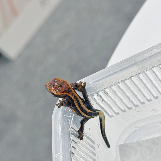 슈퍼스트라이프 노멀