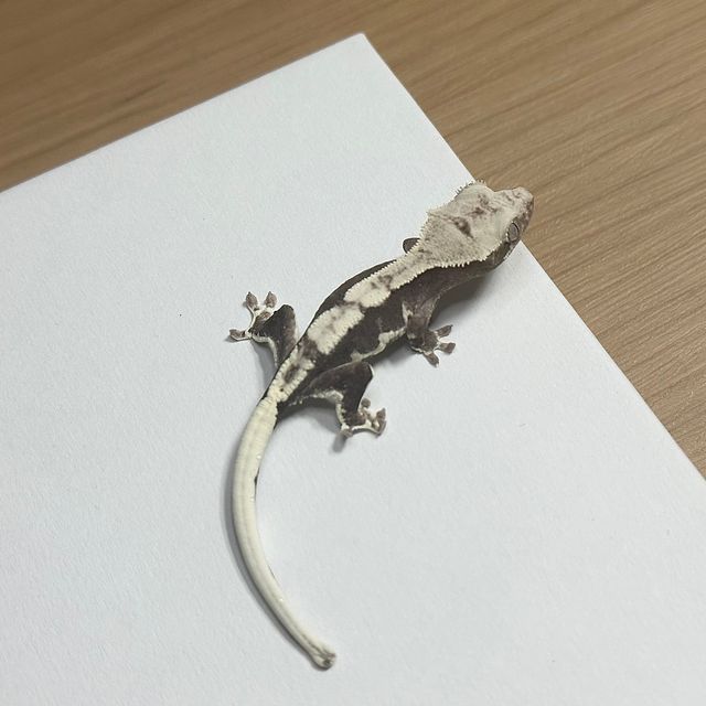 릴잔틱