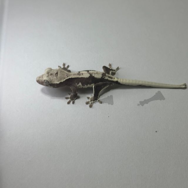 릴잔틱