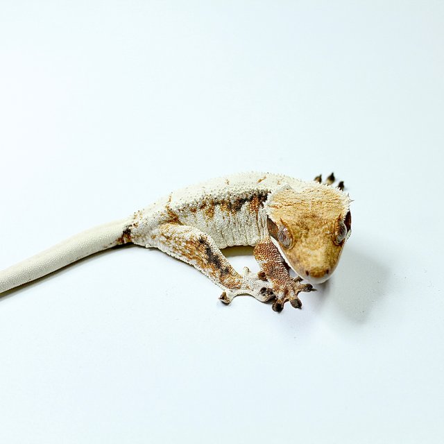 트라이 익스트림할리퀸