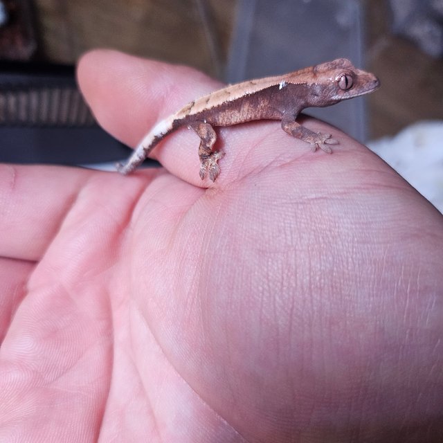 100%헷아잔틱 세이블