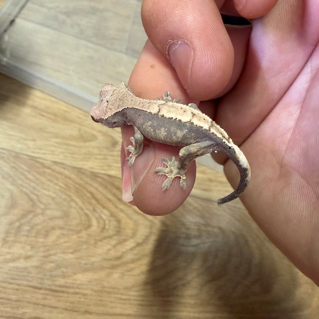 100%헷아잔틱 세이블