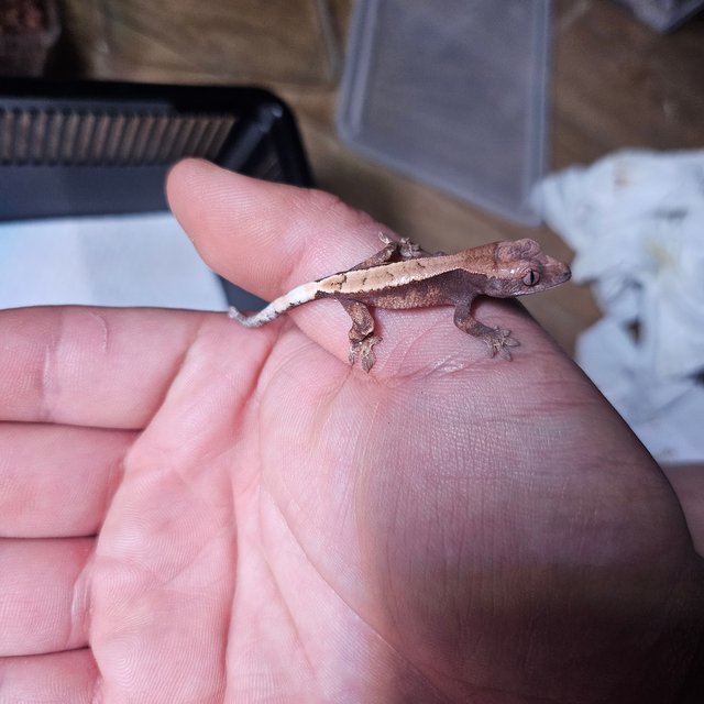 100%헷아잔틱 세이블