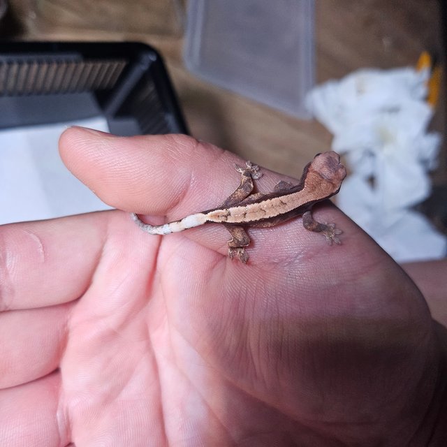 100%헷아잔틱 세이블