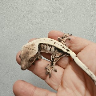 체코