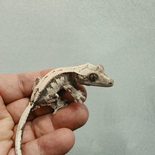 자잭1