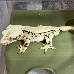 크리미