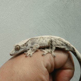 콜라