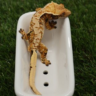호