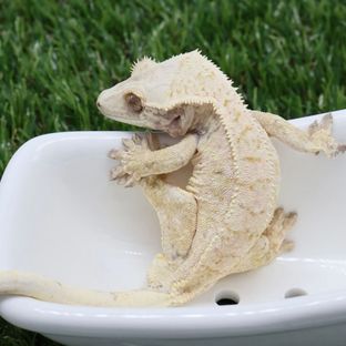 두부