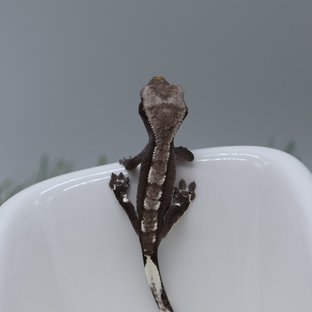 아잔틱