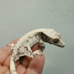 세이블