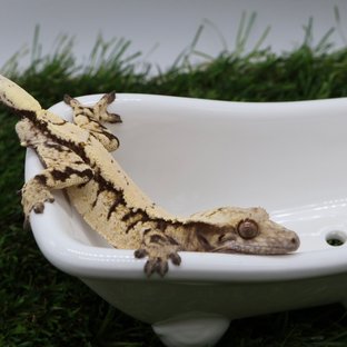 세이블