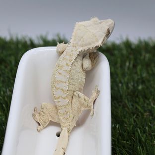 헤라