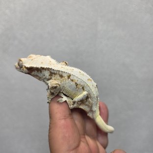 백난