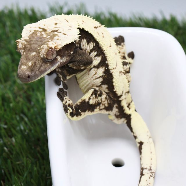 세이블