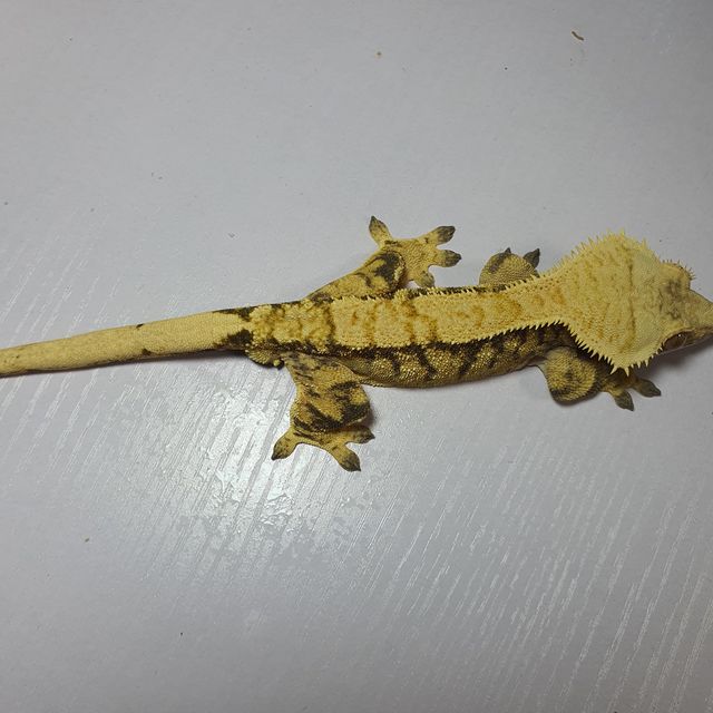 노멀