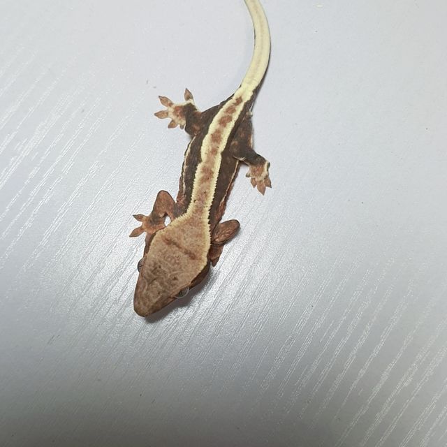 팬텀