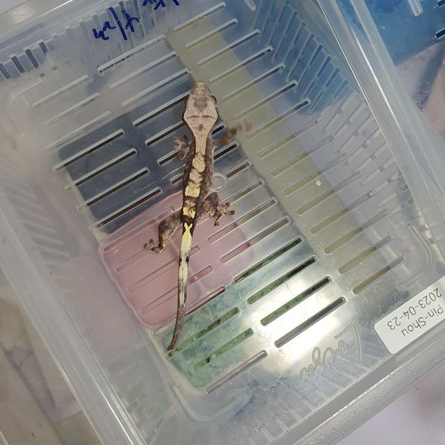 카푸치노