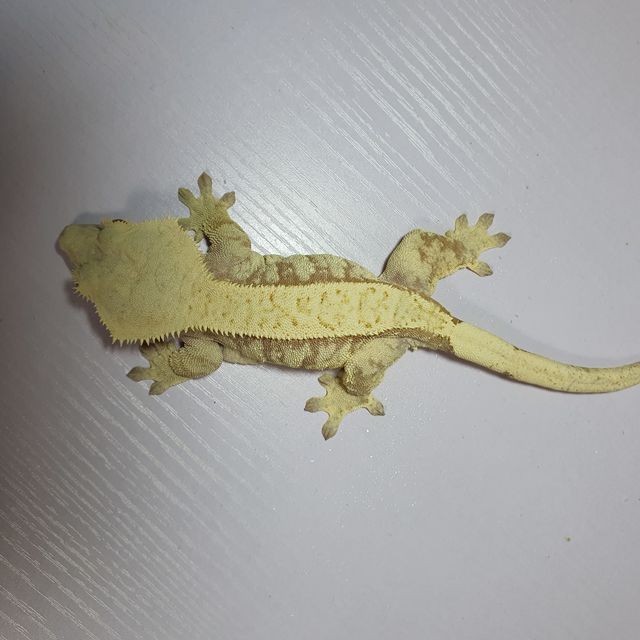 트라이