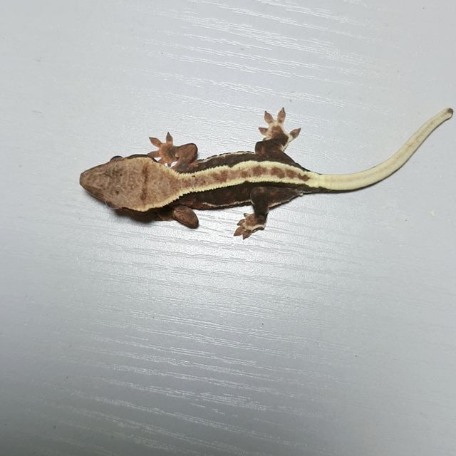 팬텀